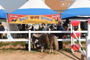 풀뿌리 승마대회 의 사진